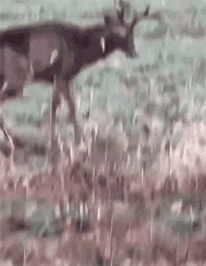 一开始我还以为是弱不禁风的病鹿。。。结果是计谋[捂脸哭][捂脸哭]