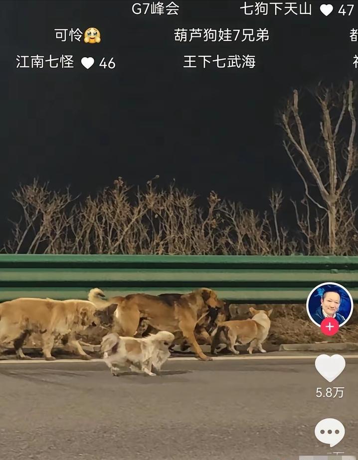 七只狗狗一起结伴17公里回家太传奇了，长春高速这七只狗狗的后续，迎来了暖心结局！