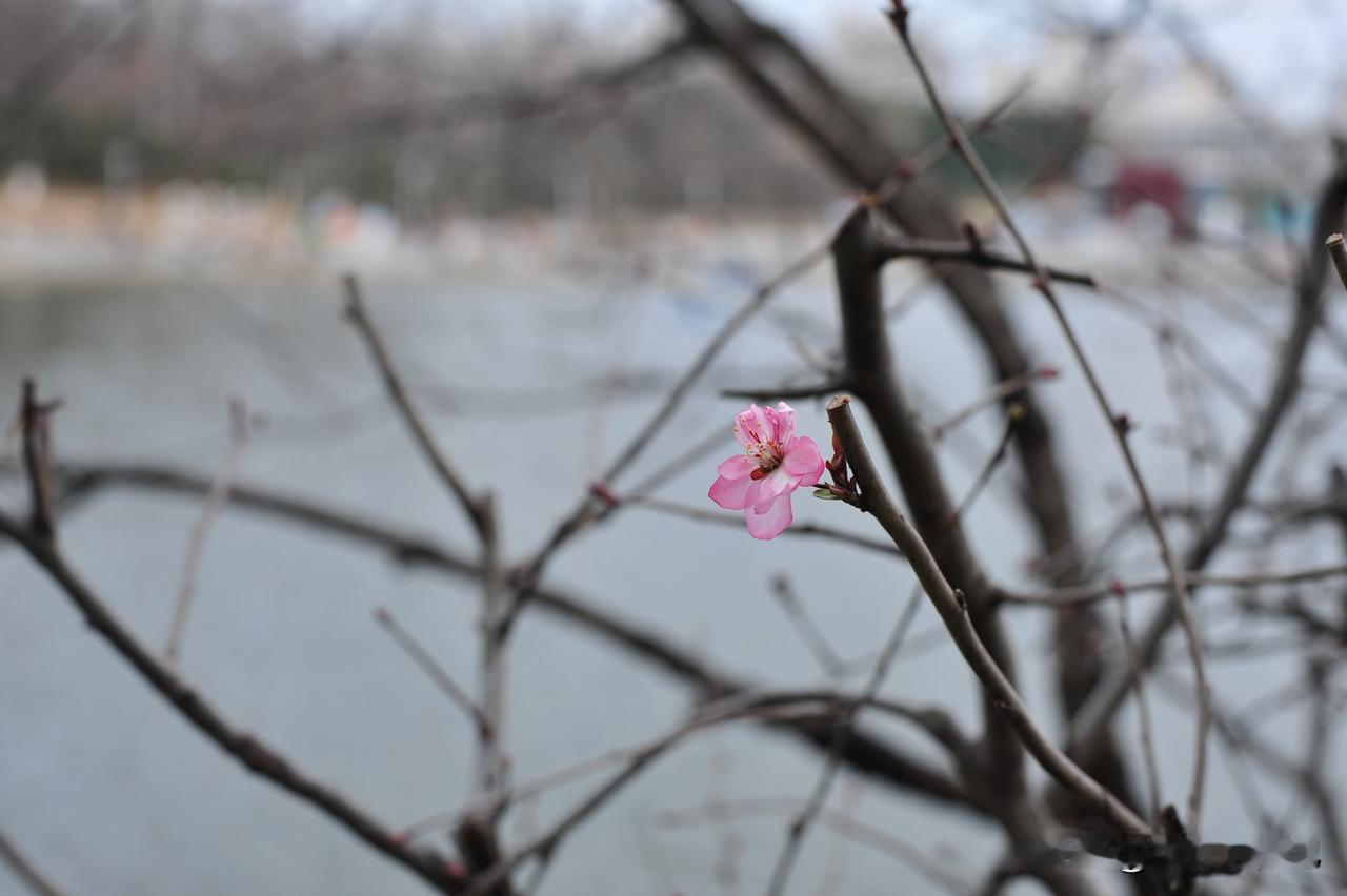 春暖花开。花开的时候我就来看你。