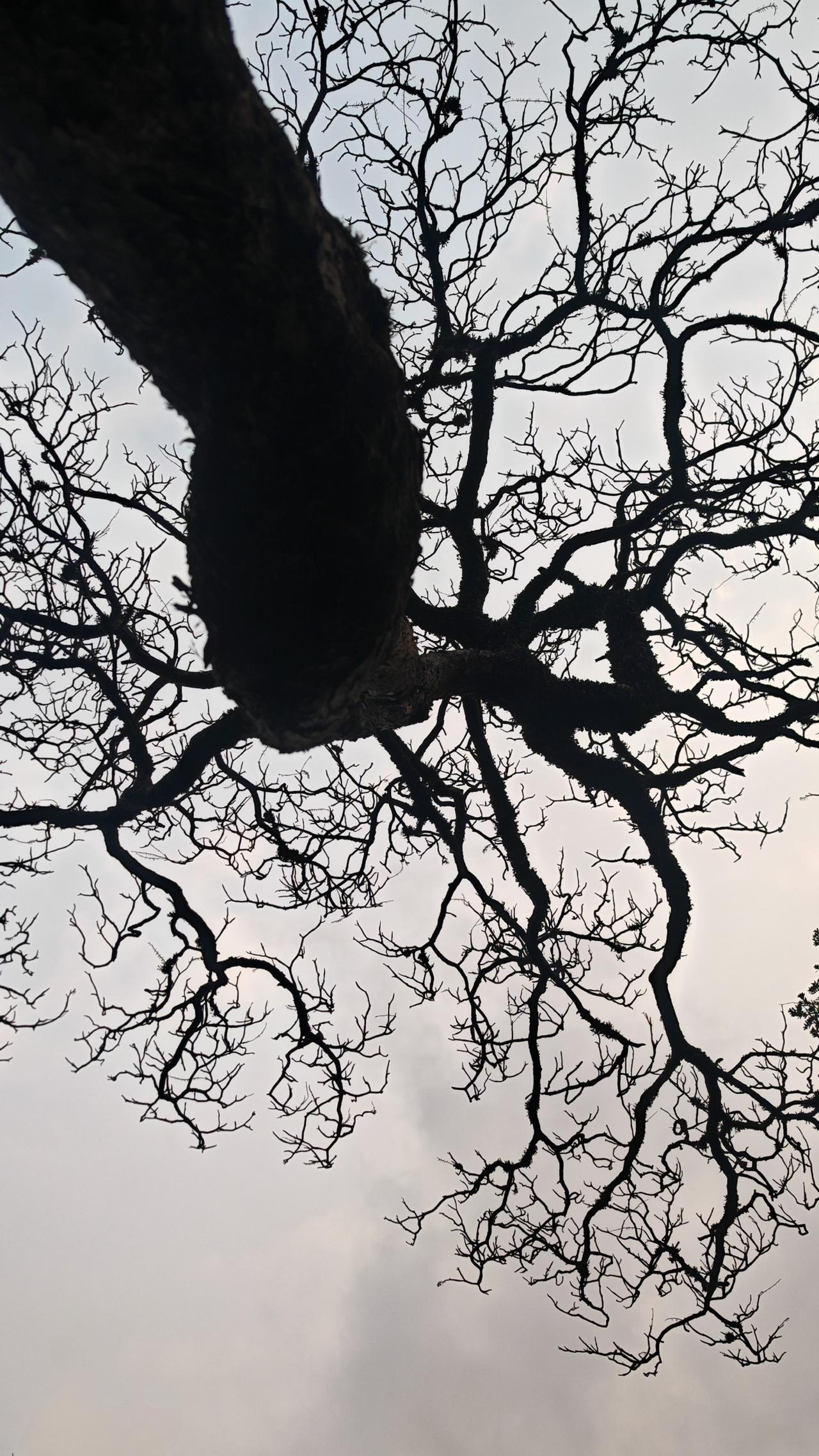 晒晒你拍的树照圣堂山树景