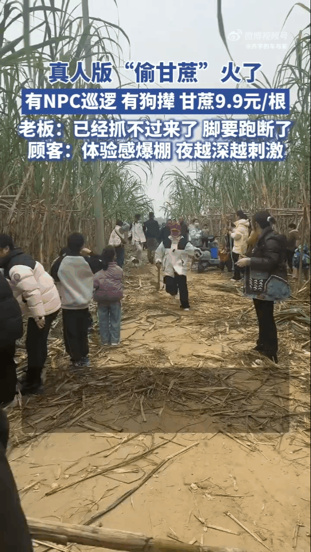 求放过！“偷甘蔗农场”老板求饶了，说已被收拾的服服帖帖！当四川眉山，一片甘蔗