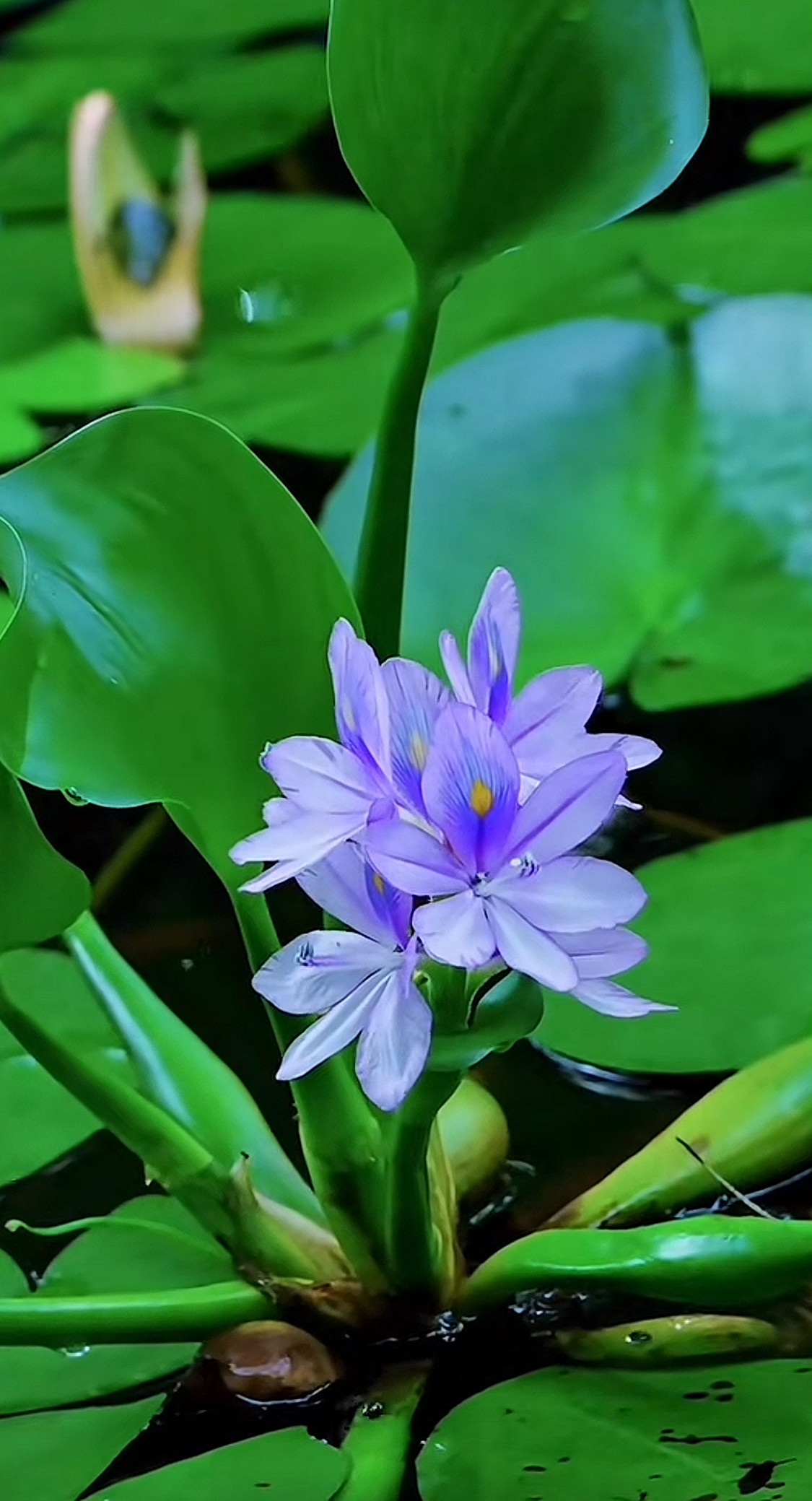 人生的真谛，在于用温暖的理智去廓清迷惑，激发热情，从现实烟火当中、悲欢纠葛当中，