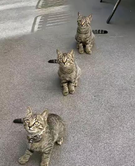 早上买包子，店里人挤人。队伍前头居然还有三只狸花猫排着队，镇定得像在开“猫界发布