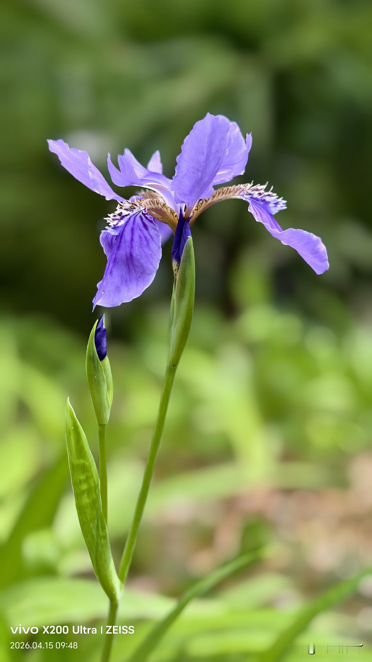 我和麻团儿去超市，我在前面走，他在后面跟着。我在发糕身上摸了一下，又在馒头身上