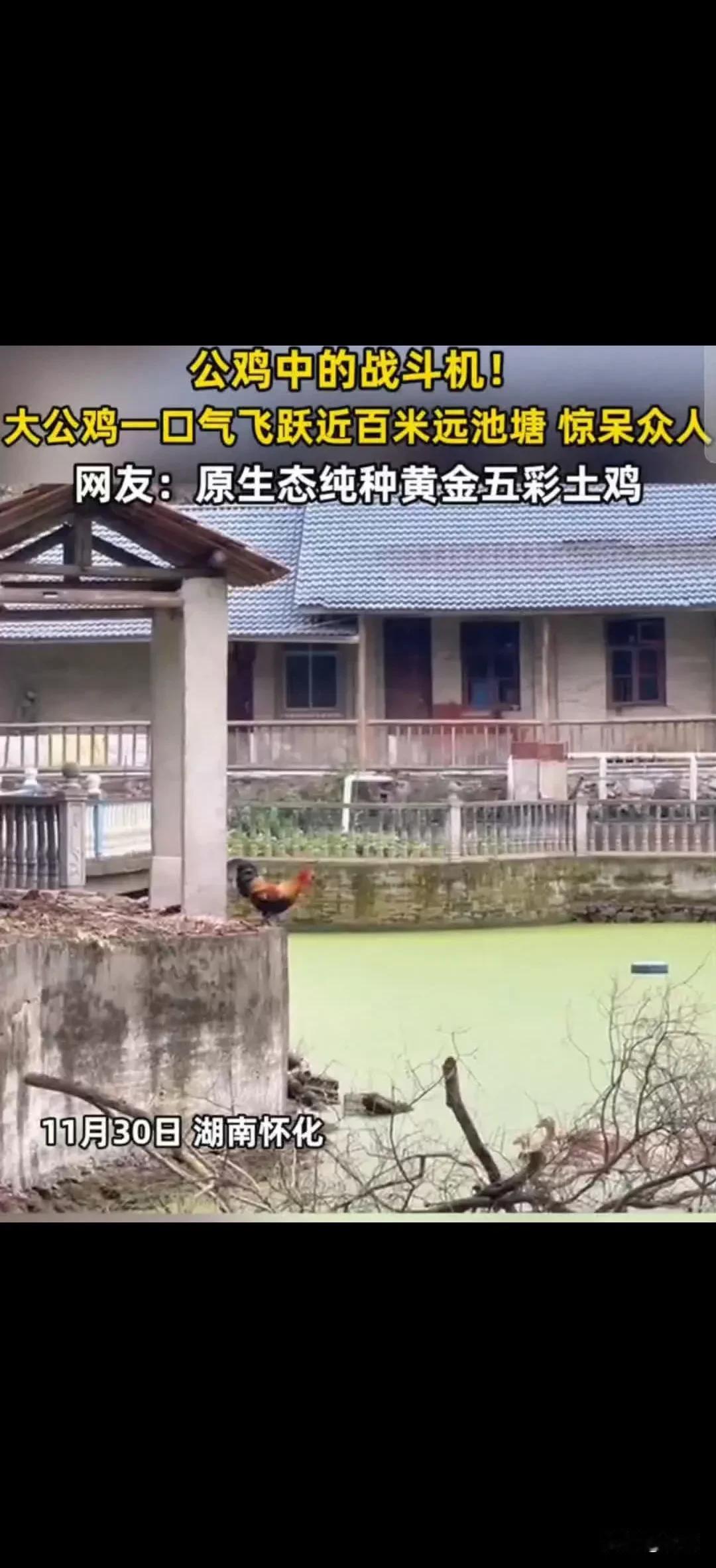 公鸡中的战斗机——秒变飞鸡！大公鸡一口气飞跃近百米远池塘，精准降落，找它兄弟