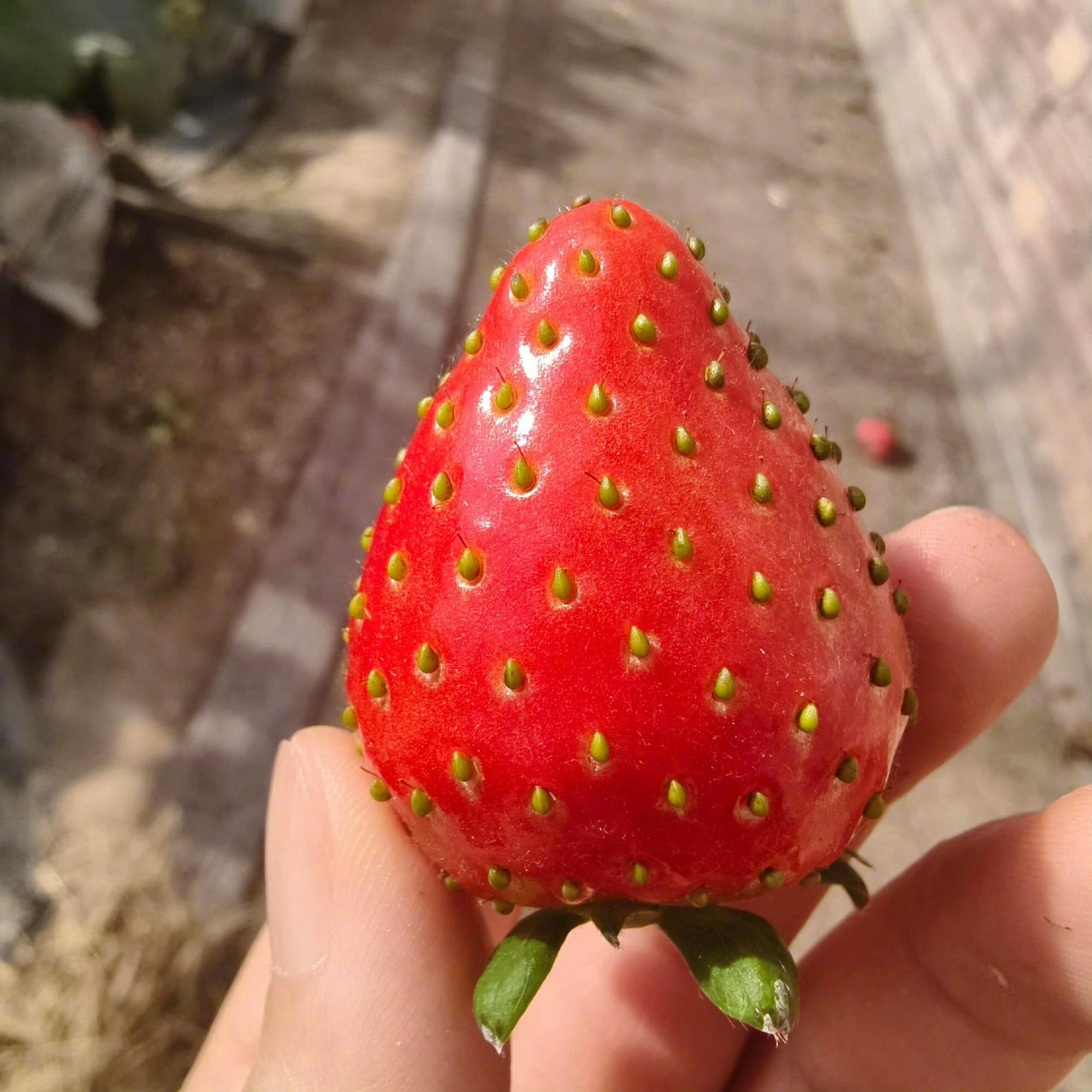 是不是假的草莓🍓？​​​