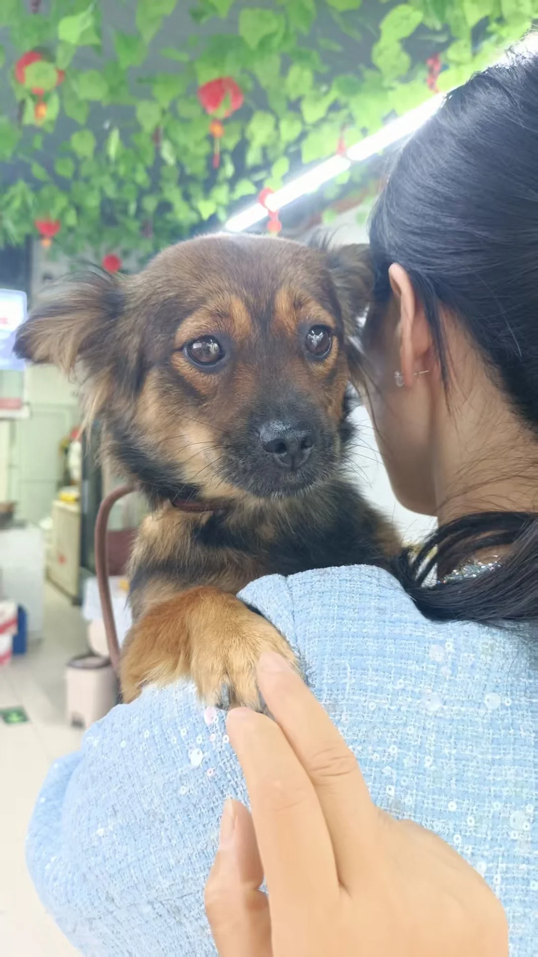 一只13斤的蝴蝶犬串串找中转和领养