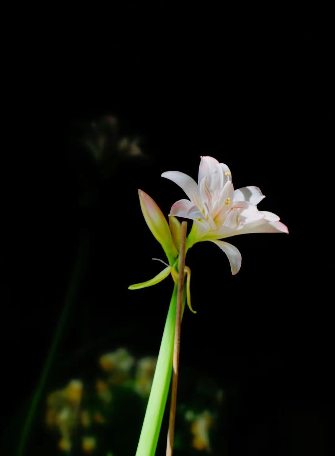 刘震云：）男人其实比女人蠢多了。女人喜欢用容貌和身材来迷惑男人，男人则