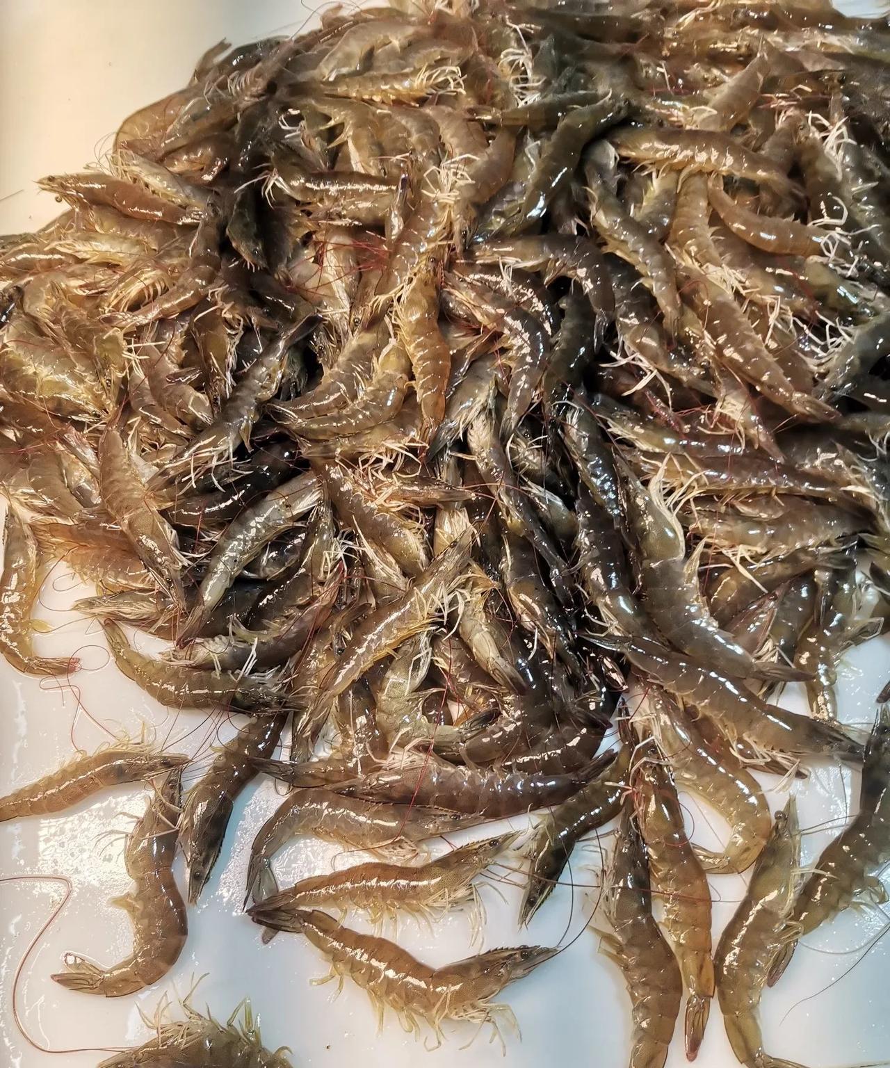 今日前往大连西南路市场买菜时，看到活虾的价格颇为实惠，标签上写着20元一斤，品质