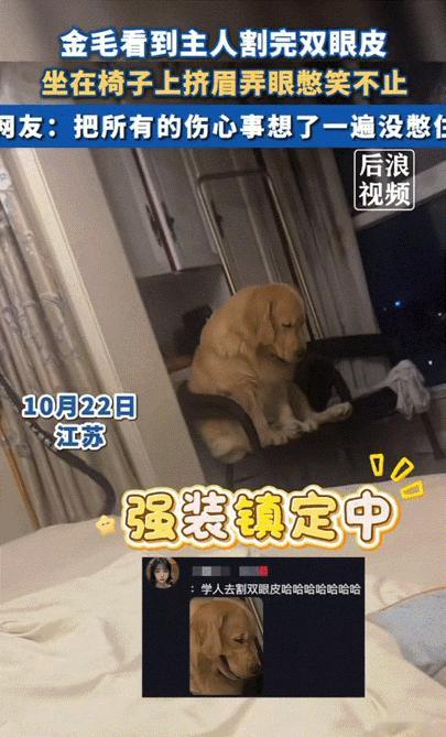 万物皆有灵性!江苏,当狗狗看到主人割完双眼皮后,坐在椅子上不敢直视主人,还挤眉弄