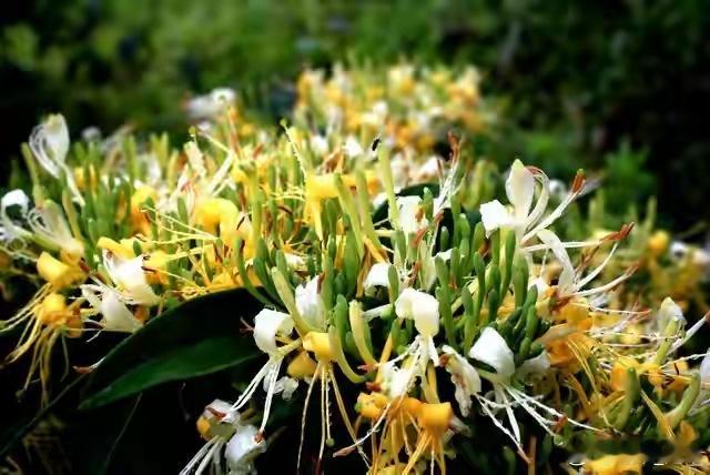 中医药漫谈破痈排脓——重新认识金银花和连翘连翘和金银花是发散风热、清热解毒的中药