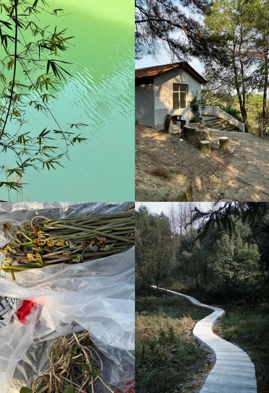 在重庆大学城，小九寨踏春打野走了一条集折耳根、蕨菜、踏春的虎峰山打野徒步路线