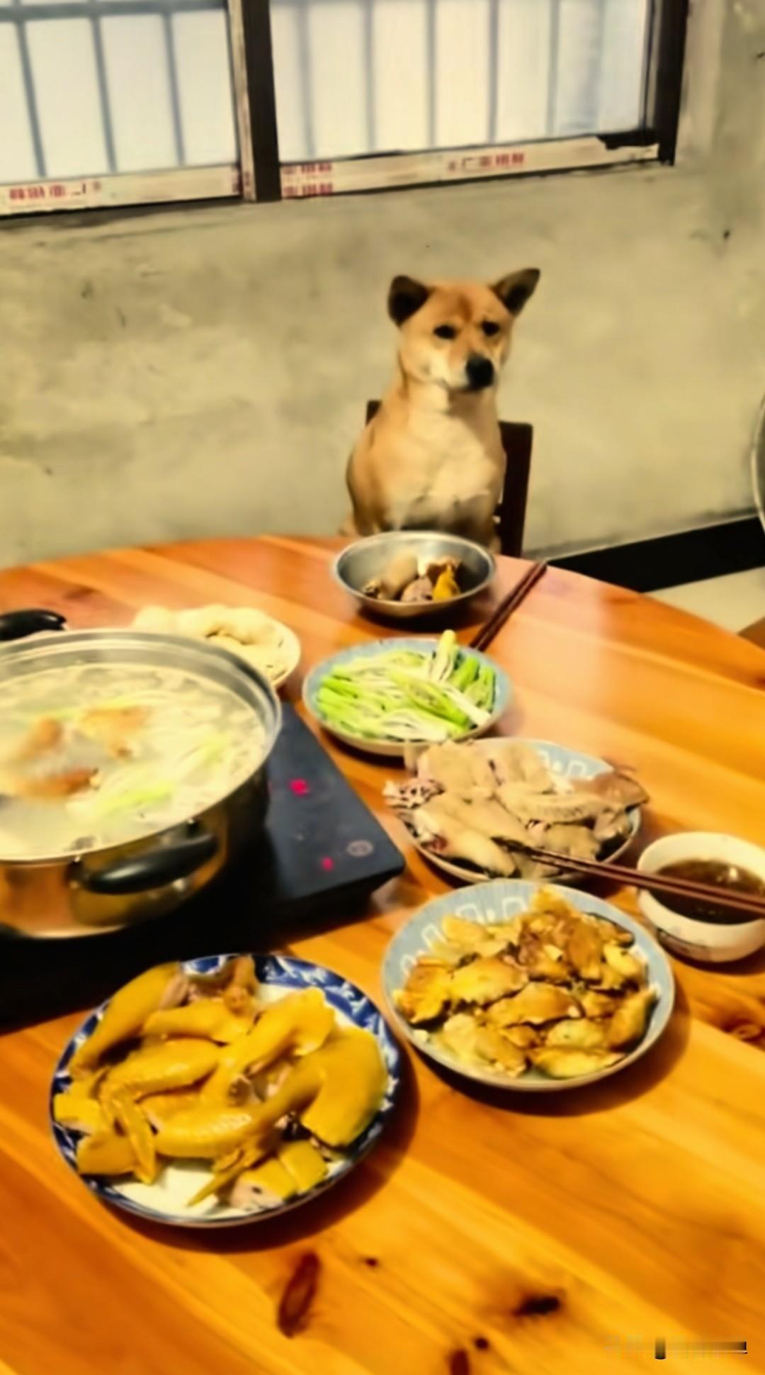 很多家里狗是不能上饭桌的，可是广西一户人家，这只名叫奶瓶的中华田园犬，不但可以上