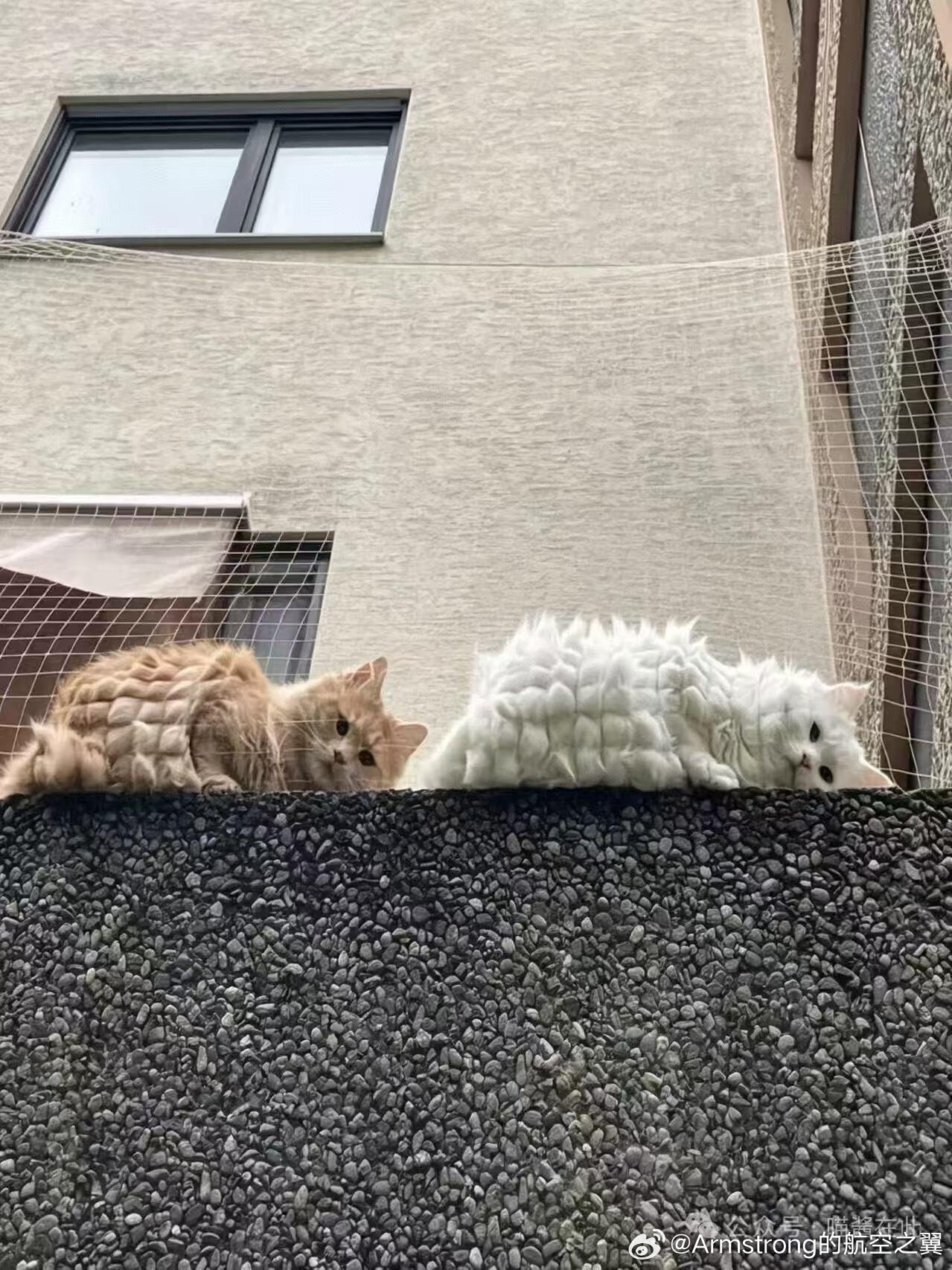把小猫格子化​​​