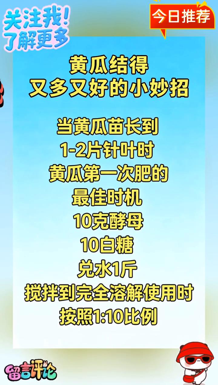 黄瓜结得又多又好的小妙招。当黄瓜苗长到1-2片针叶时，黄瓜第一次肥的最佳时机。