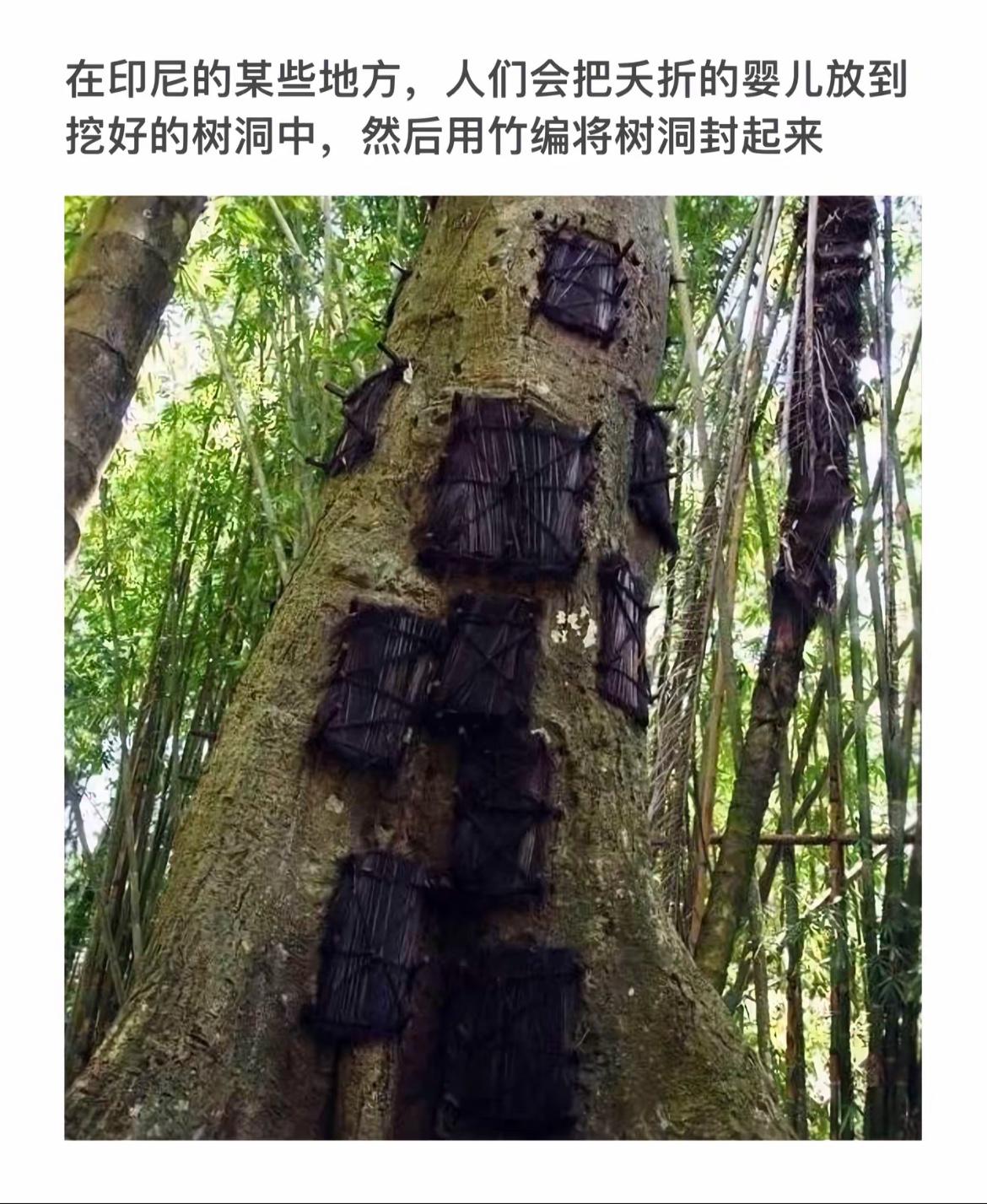 神秘的树洞婴儿屋，印尼传统习俗探秘