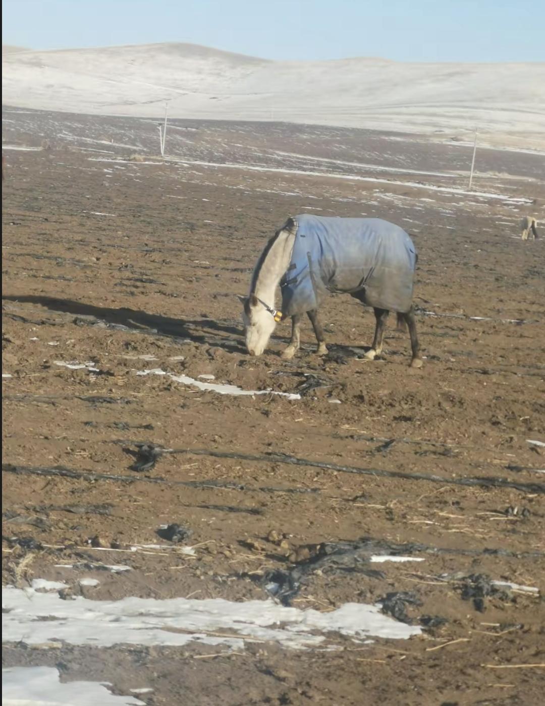 牛在屠宰前发抖流泪，不是预知死亡，而是身体在尖叫危险。它不懂“死”是什么，但鼻