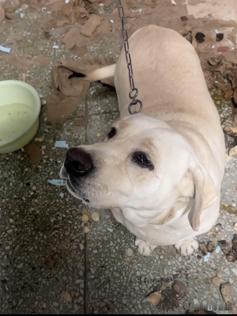 河南驻马店，小伙子无意间发现一只怀孕的狗子被拴在邻居家的杂物间。得知主人准备天气