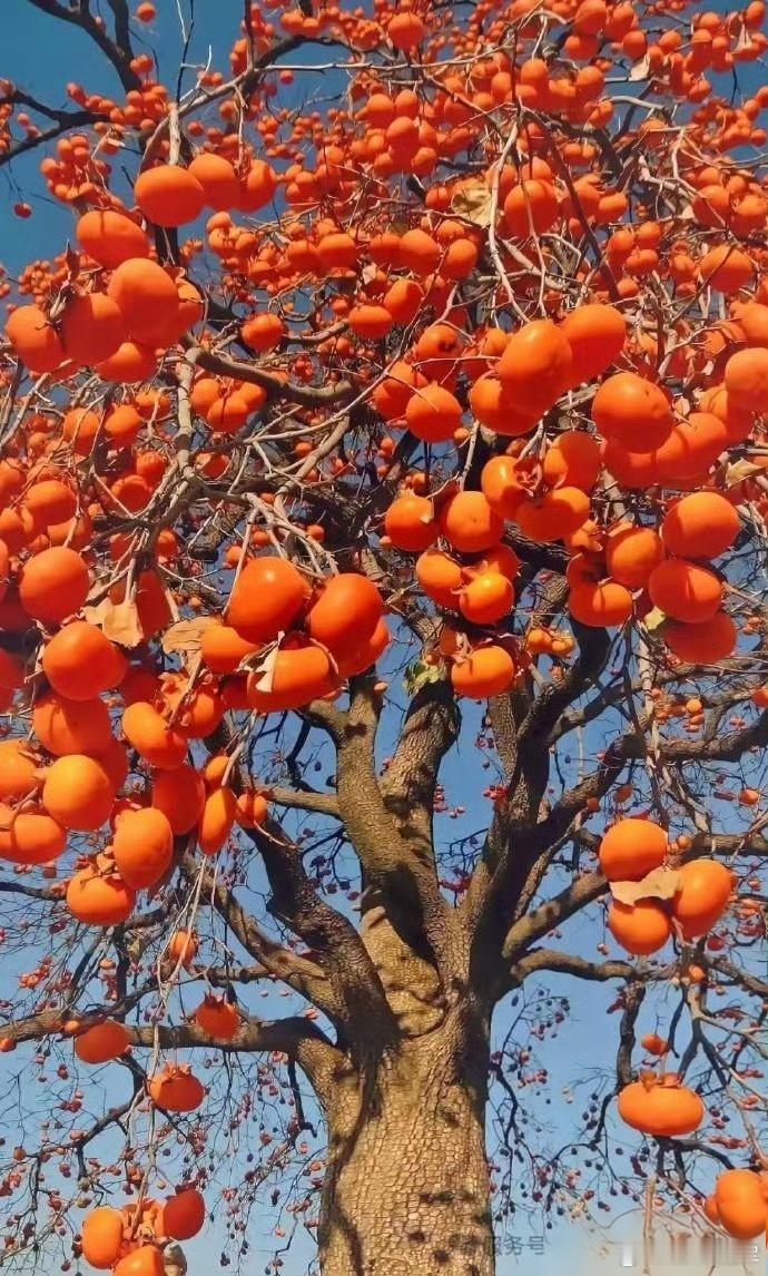 耳鸣新思路三药——石菖蒲，路路通，蝉蜕失眠新思路三药——花生叶，合欢花，琥珀 