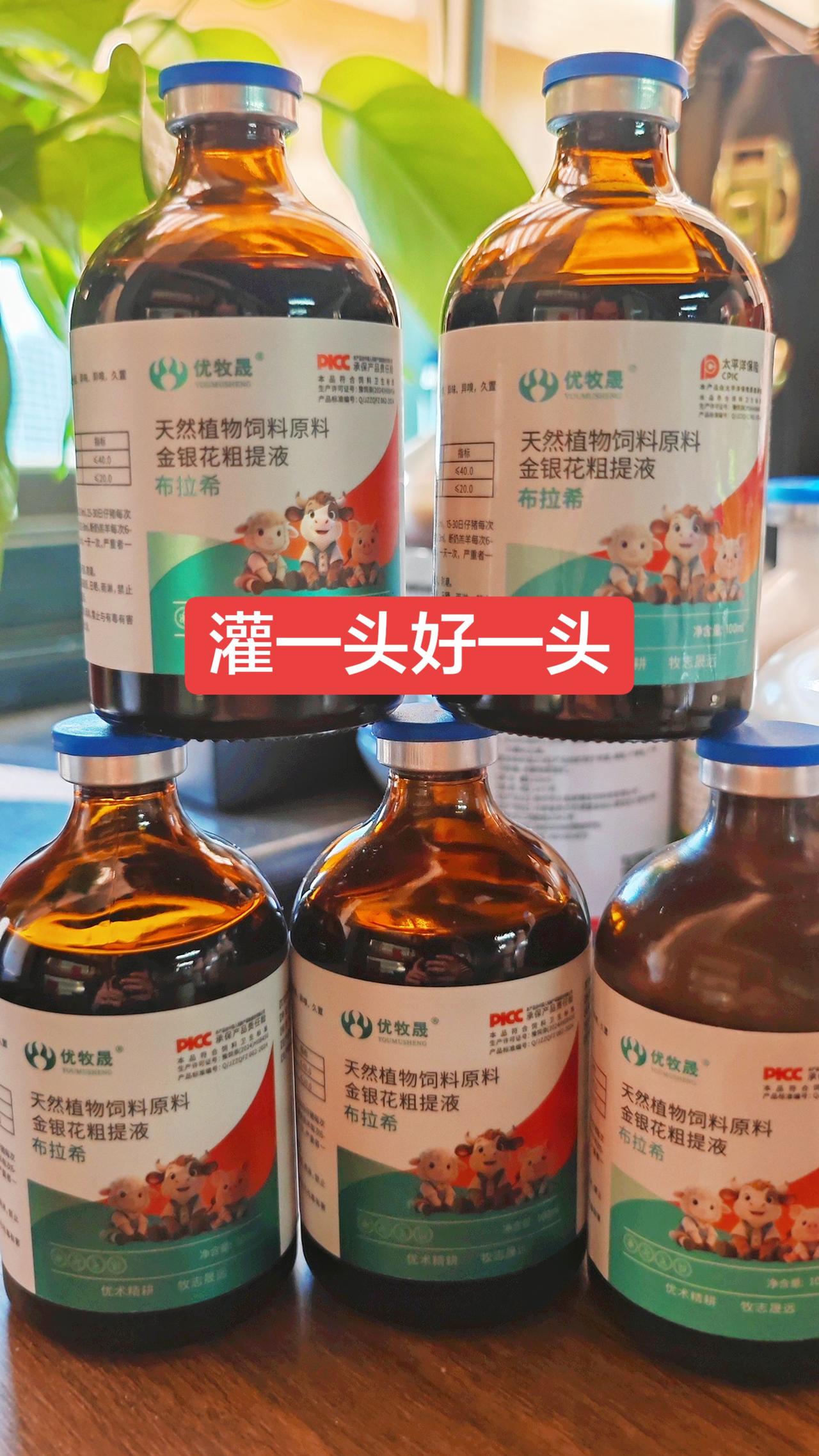 养羊人牛羊养殖农村养羊