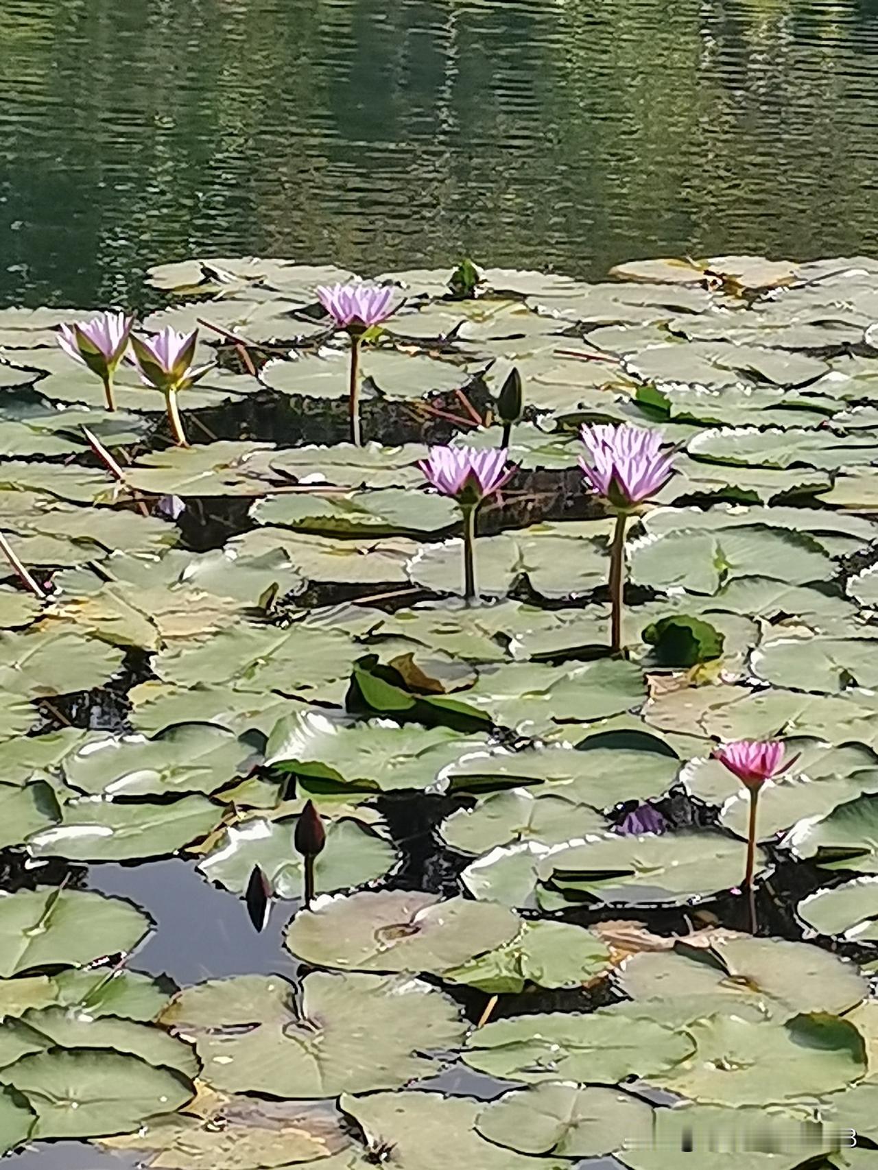 姑姑是最爱面子的人，现在才发现，自己没钱，哪有面子，面子何在？姑姑老了才明白，花