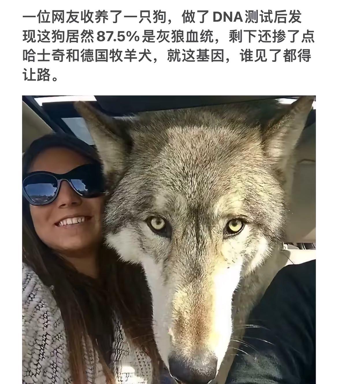 网友的狗竟然是87.5%灰狼血统！