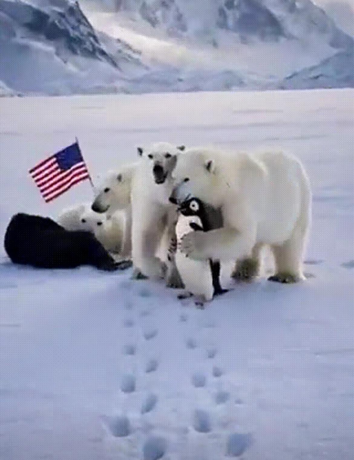 格陵兰岛人立即展开反击。他们制作了一段视频，在视频中，几只北极熊冲上前，将特