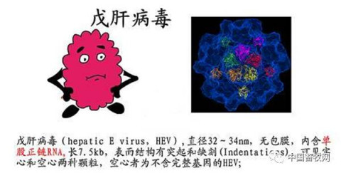 根据世界卫生组织(who)网站上对戊型肝炎的介绍,戊型肝炎是戊肝病毒