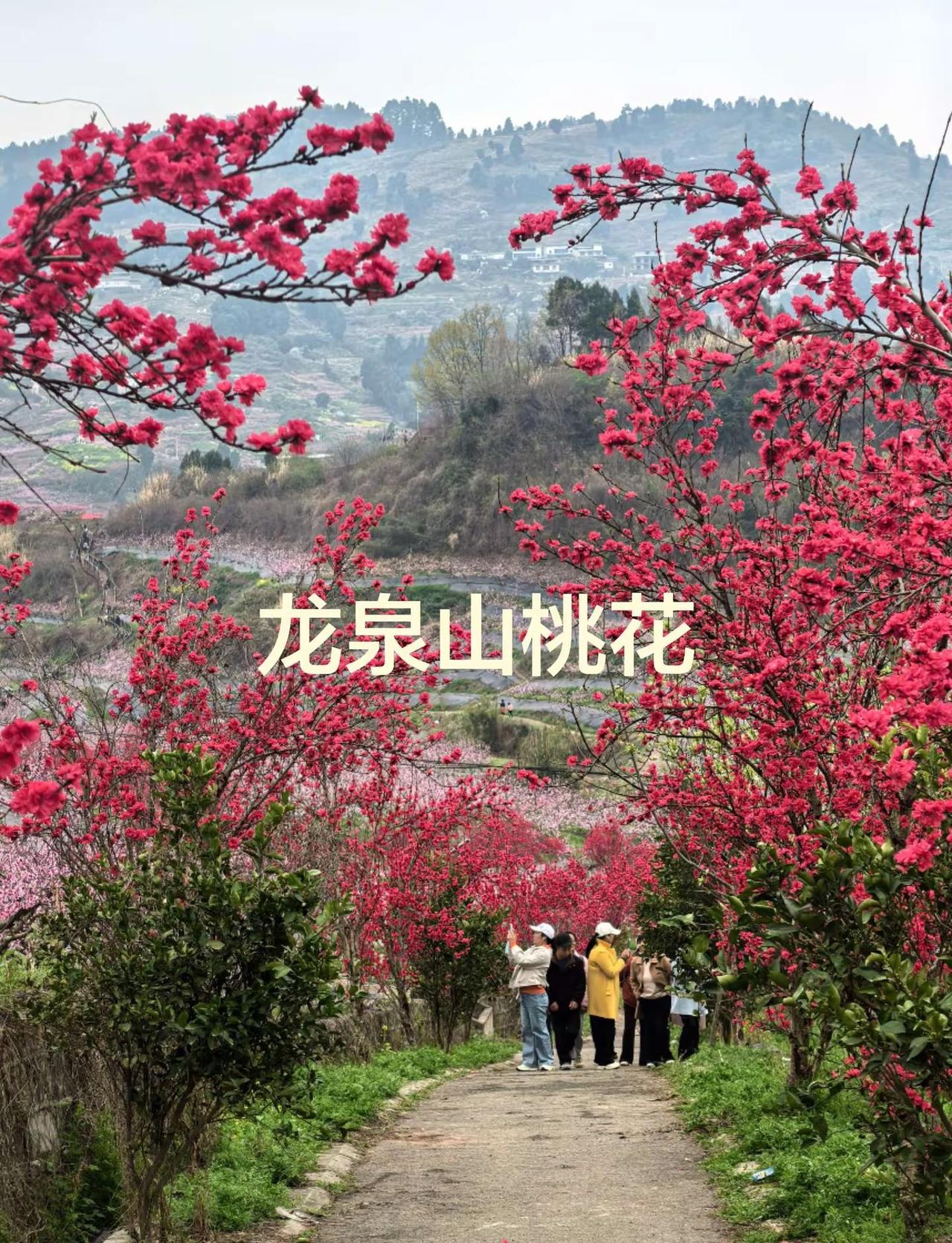 龙泉山的桃花开了，宝狮湖是最佳观赏地之一。旅行推荐官成都周边游桃花周末去哪