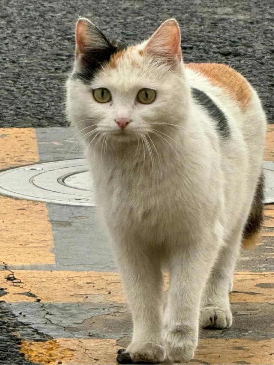 路边偶遇三花猫，不知道有没有家。看似象流浪猫！