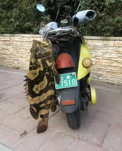 这车怎么还挺好看的呢。