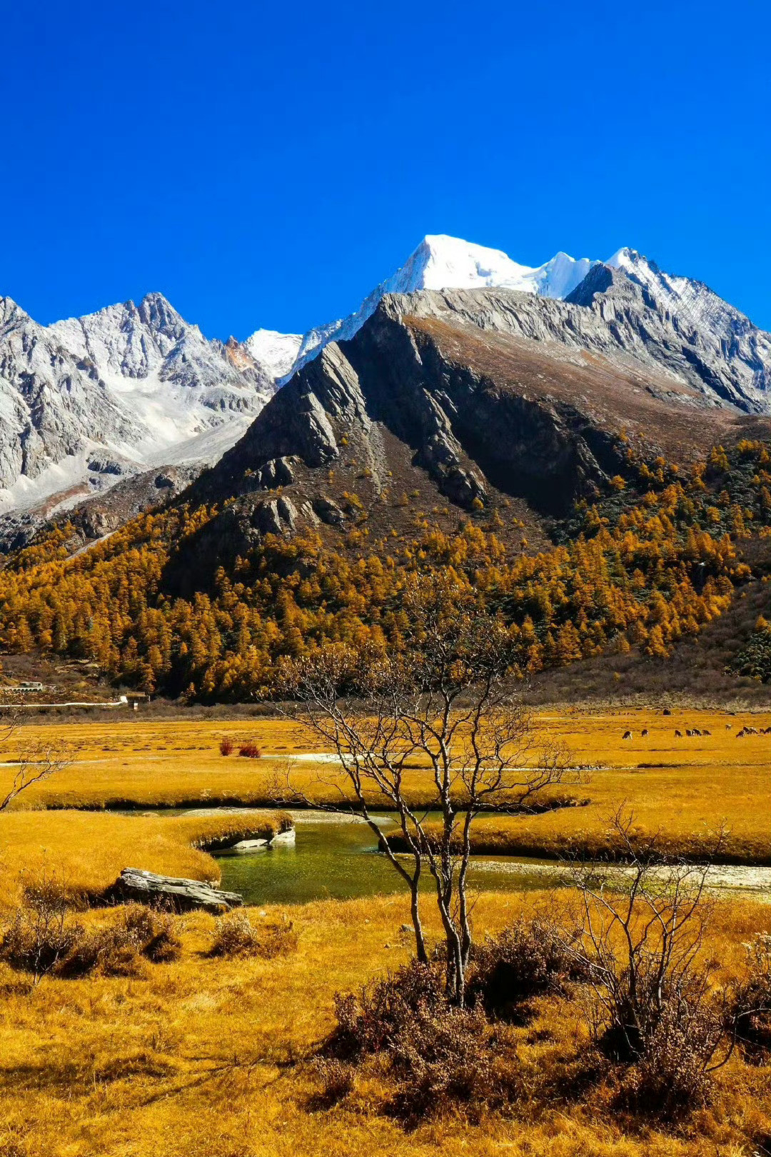 春暖花开，我要去稻城亚丁，体验：“眼睛的天堂，身体的地狱。”的感觉！