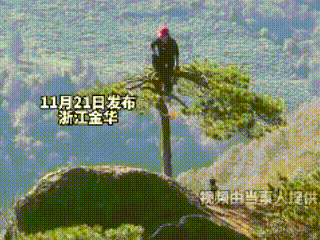 浙江金华，一名女子爬到马岭风景区山顶的松树上去拍照。树下的狗急得直打转，“汪汪汪