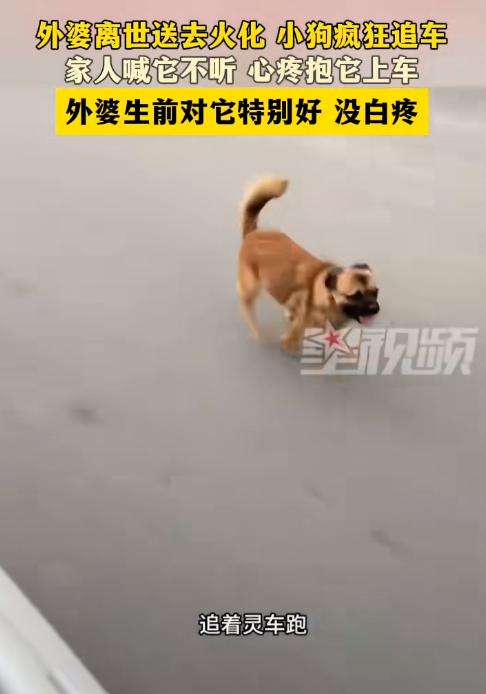 看哭了！江苏，一位老人去世后，家里人送她去火化，可车子刚开出院子，家里养的大黄狗