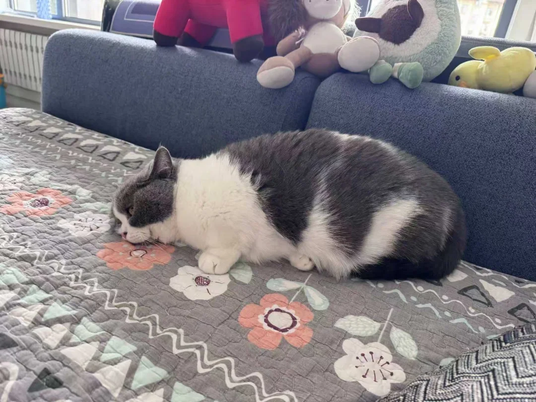 以前我觉得猫胖乎乎的多可爱啊 使劲喂 直到