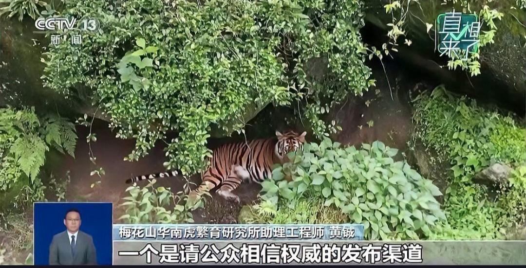 网传福建龙岩惊现野生华南虎，真相竟是网络谣言？近日，一段标注“福建漳平三重岭发