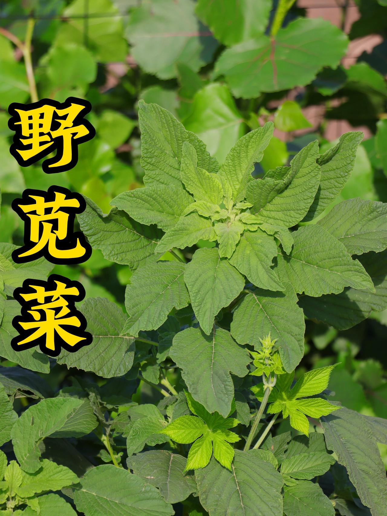 野菜和农家菜各有各的好。野菜胜在天然，像艾叶，过去路边常见，现在很多人采来种在菜