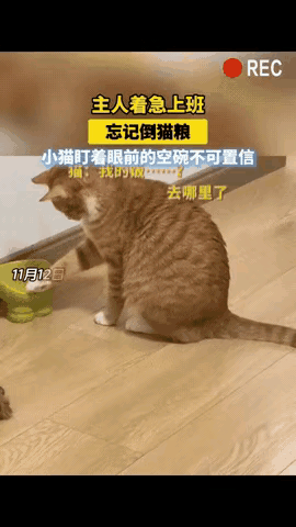 杭州打工人早上起晚狂奔上班，忘喂猫还没吃早饭，中午翻监控笑不活了[捂脸哭]！