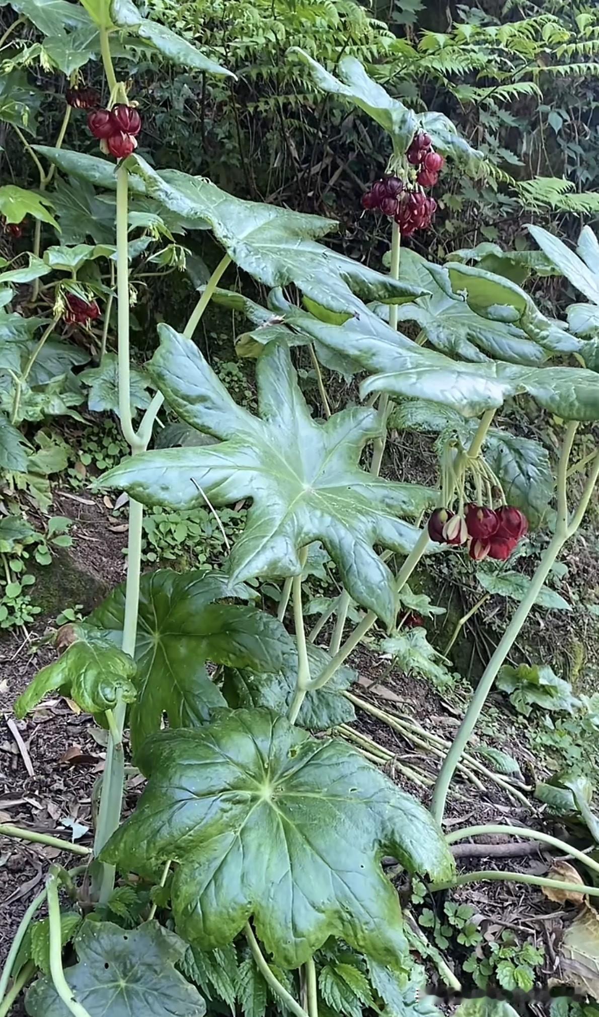 杀菌剂为什么进行复配?杀菌剂复配是现代农业病害防控的重要技术手段，通过将不同作