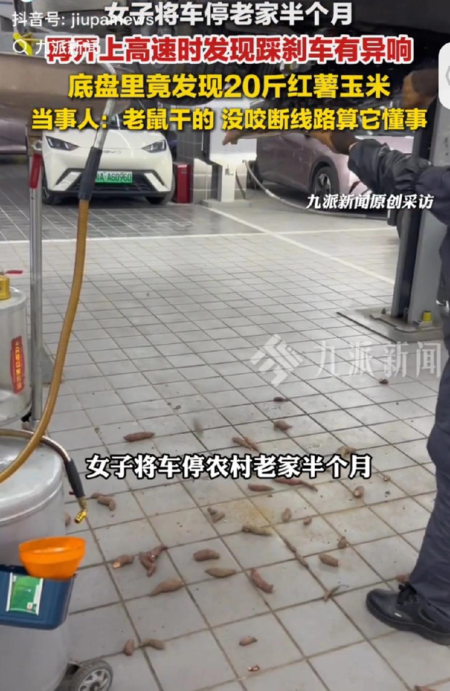 是什么让汽车底盘藏了20斤红薯？简直就离谱了！安徽的郭女士过完元宵节准备返程