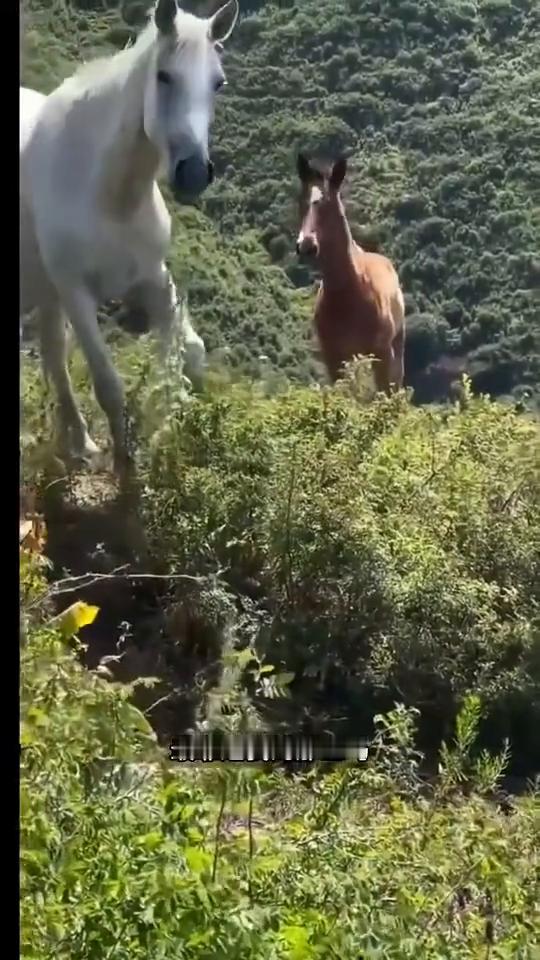 会点头的马。在高山上突然撞见几匹马，本来只是山间一段寻常的偶遇，没什么特别，可