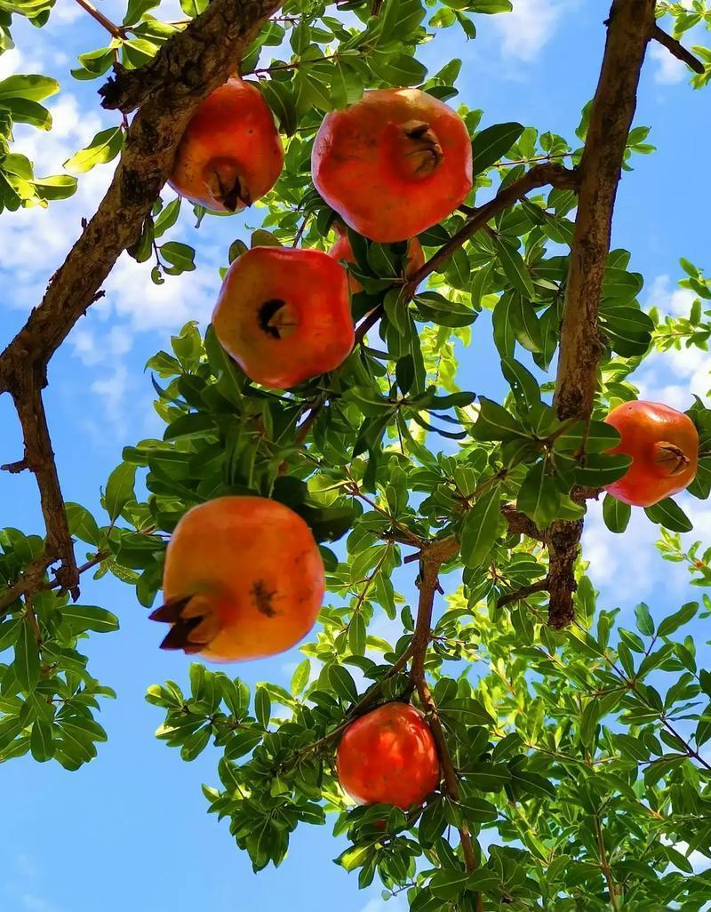 全国99%的博导，一辈子教不出一个“学术子孙”。你见过能繁衍三代的学术家族吗？