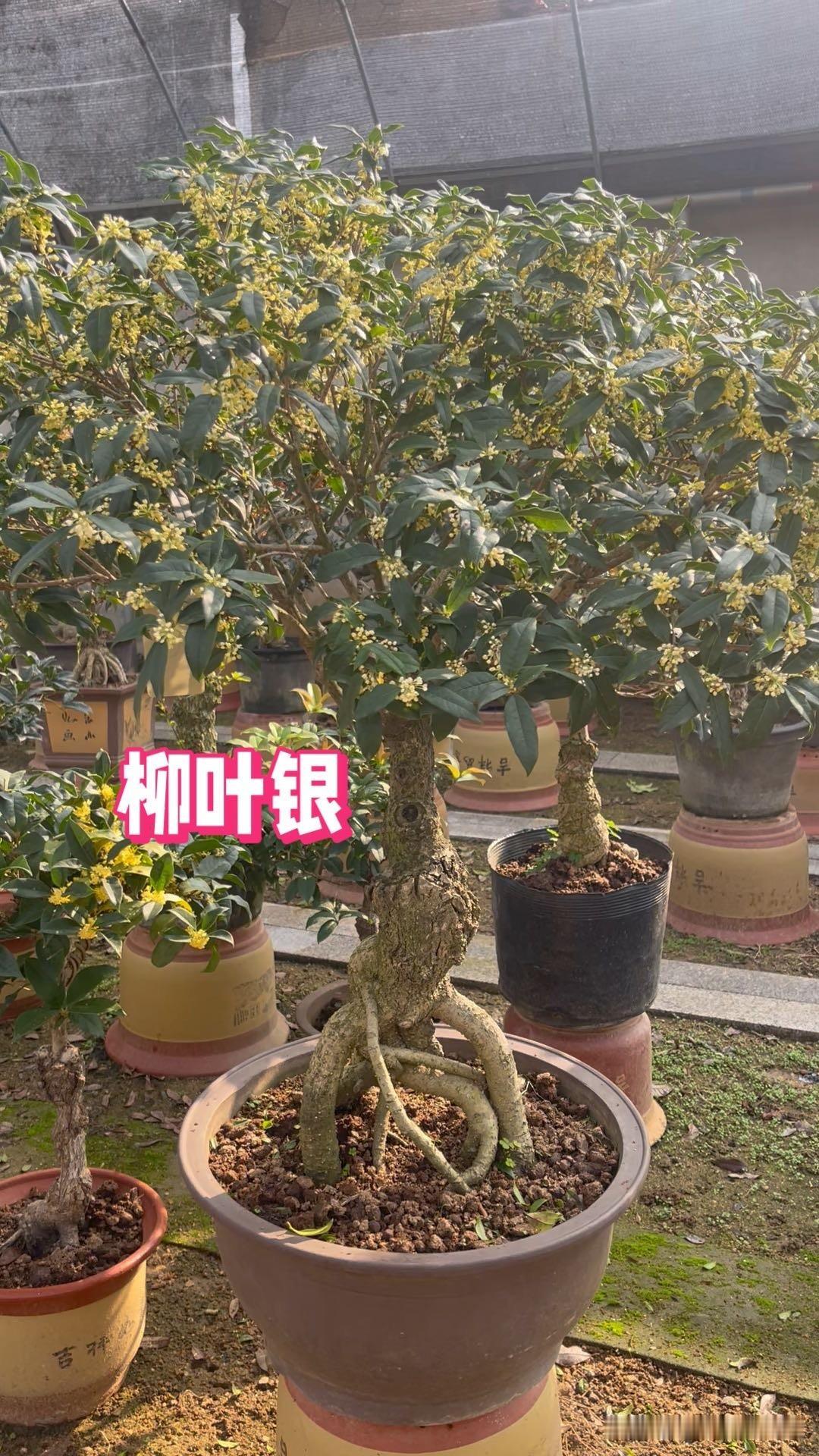 桂花树肥料上多了快死了怎么办洗根换土，把原本过多肥料的土去掉，换新土。或者多浇水