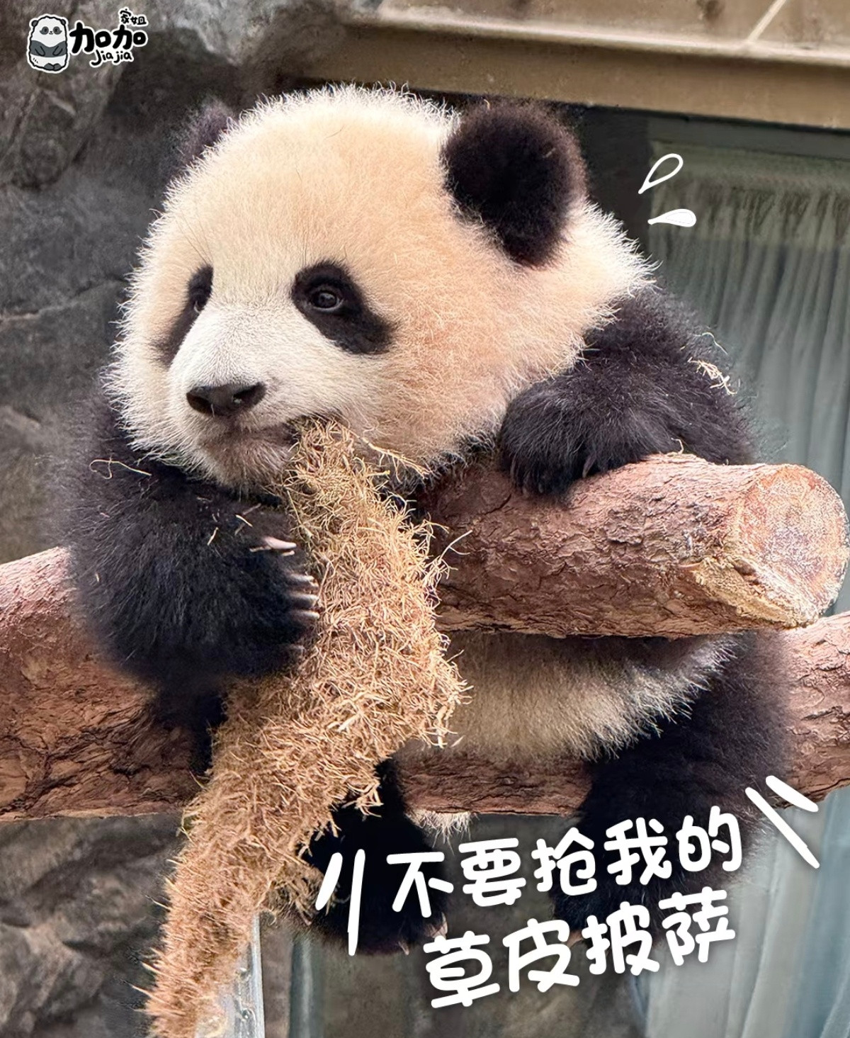 香港海洋公园的大熊猫，加加和得得​​​