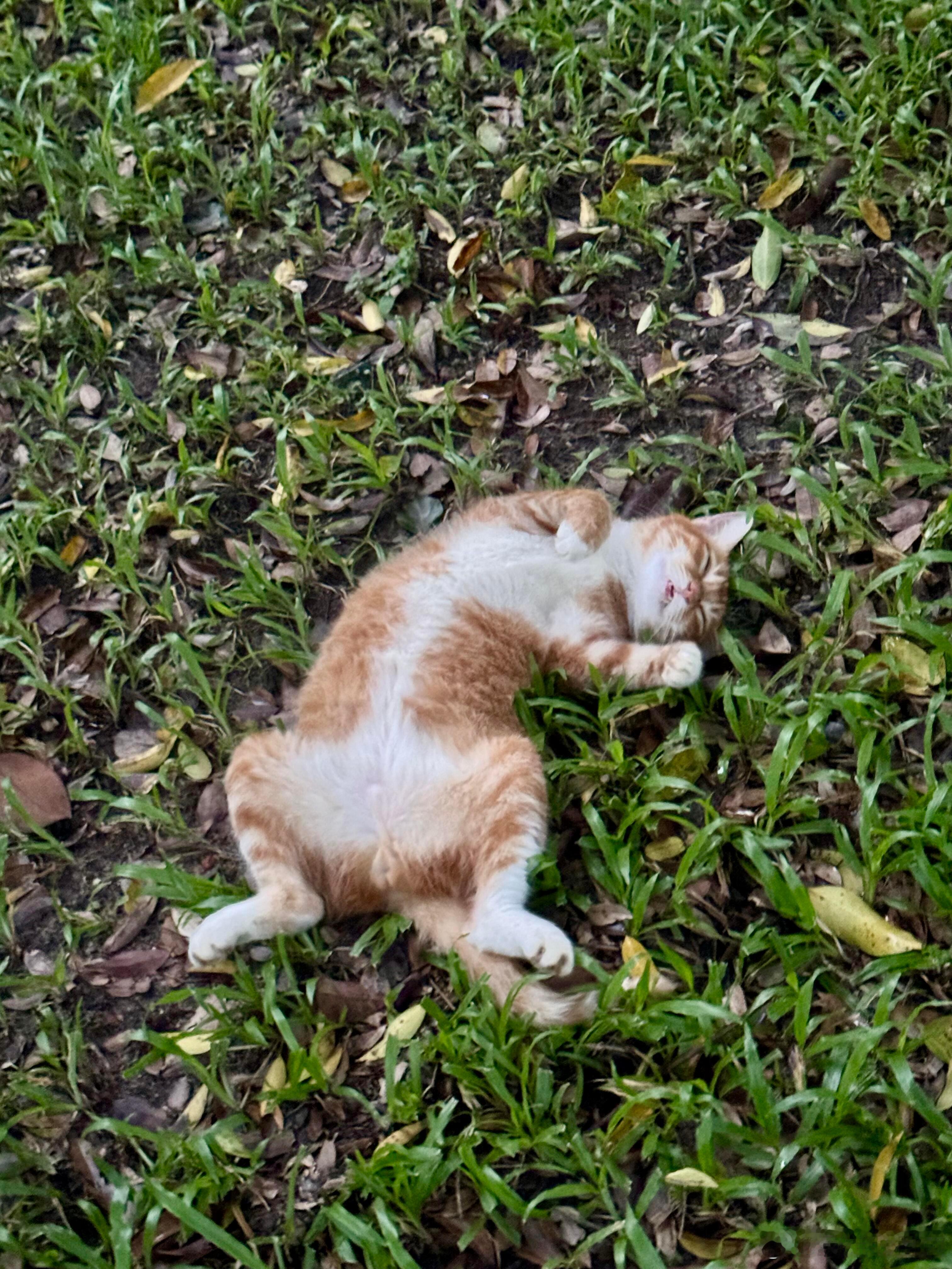 猫咪被世界善待的样子公园的猫猫都特别亲人​​​