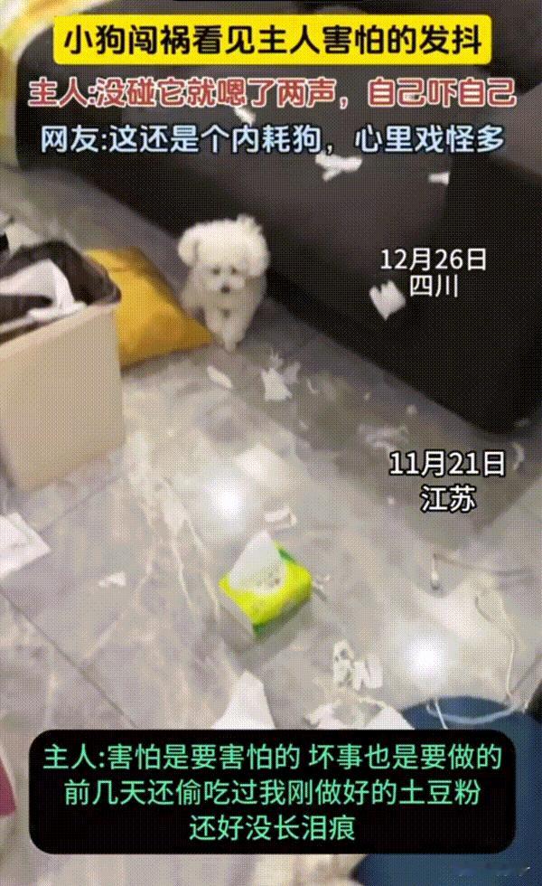 笑不活了！江苏，当小狗闯完祸看见主人时，害怕到瑟瑟发抖，说真的主人都还没有碰它一