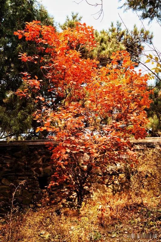 翻开手机相册，最亮眼的便是那张香山红叶。逆光下，叶片通透如火，叶脉清晰得像时光的