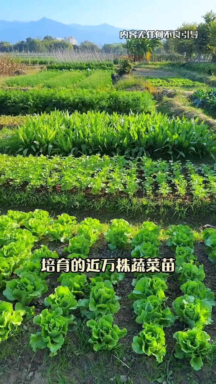 农民爸妈起早贪黑培育的近万株蔬菜苗，一夜之间被偷了个精光。女儿蹲在空棚里崩溃大哭