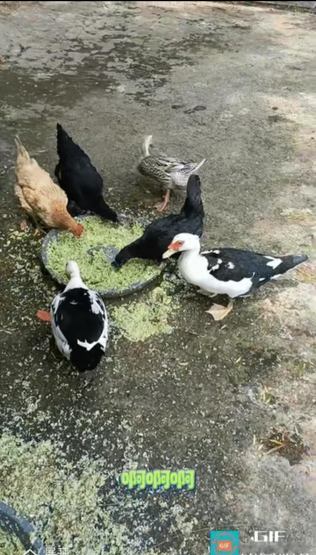 浙江一男子给家里的鸭子和鸡喂吃食，接下来鸭子的举动让男子特别吃惊，网友“万物皆有