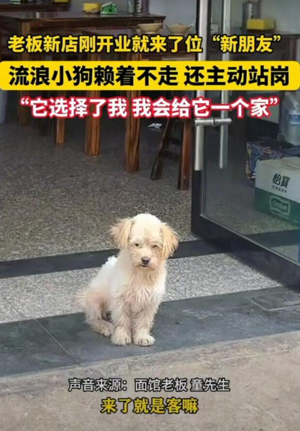 万物皆有灵性！9月25日报道，安徽，一位老板新店刚开业，就来了只流浪狗，估计是闻